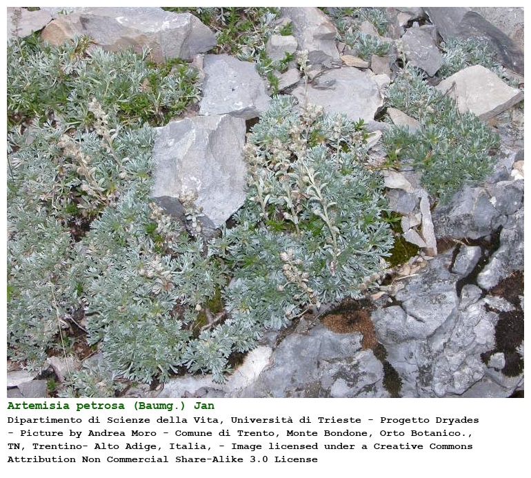 Artemisia petrosa (Baumg.) Jan
